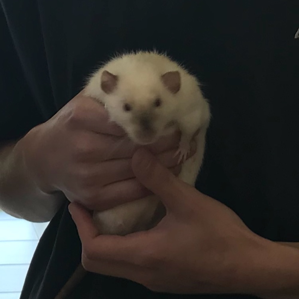 Meet your Posher, Janis